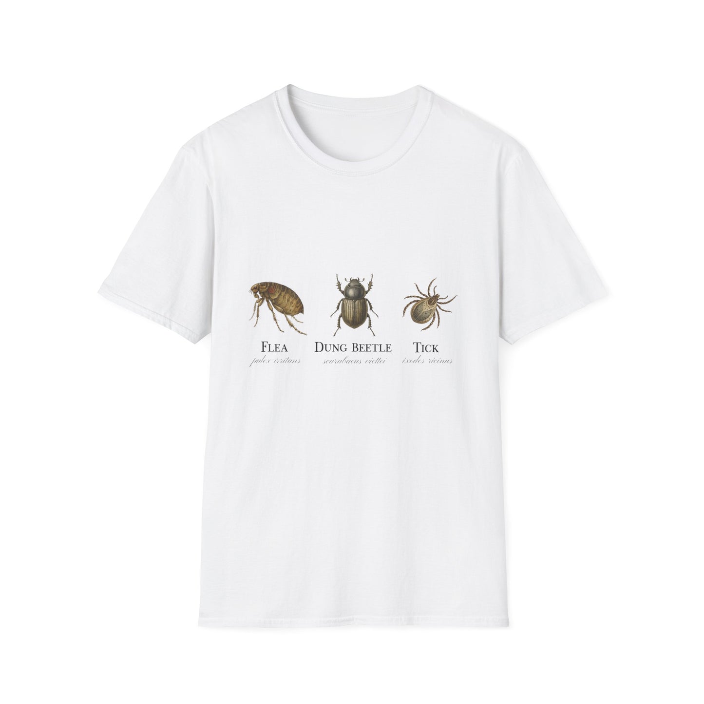 Flea Dung Beetle Tick